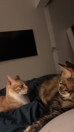 B0A10599-3AD2-48B2-8BD8-D4536FDA803F