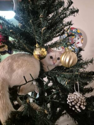 65e63621090bd8cb9e6431f548d678c1